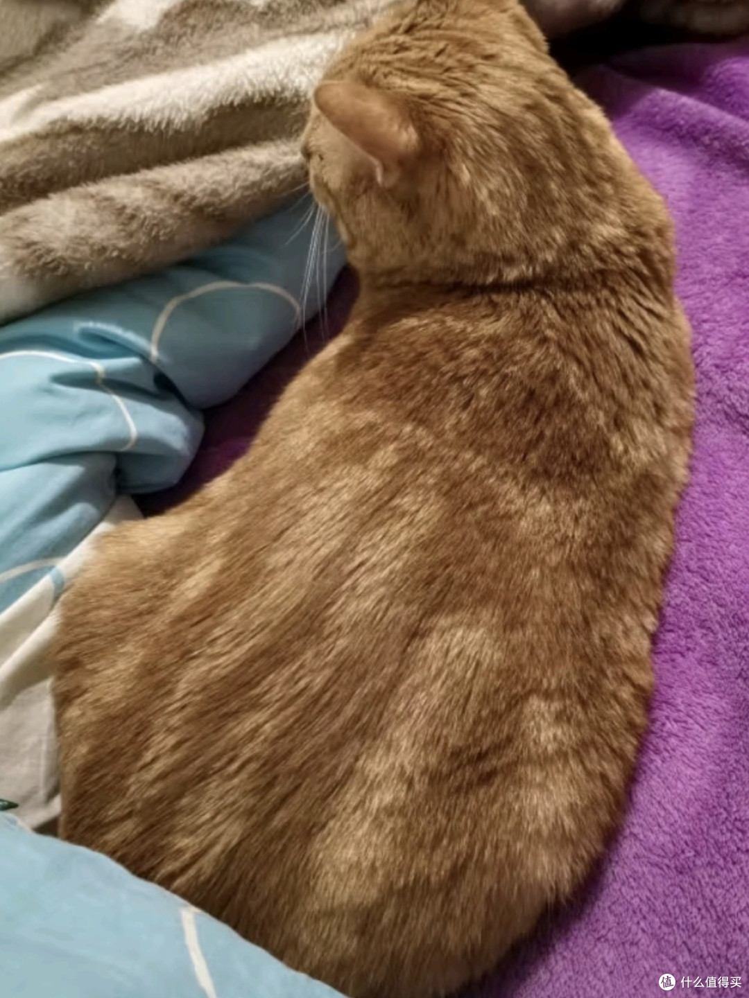 猫咪也能挑食?揭秘宠物猫的专属美味!