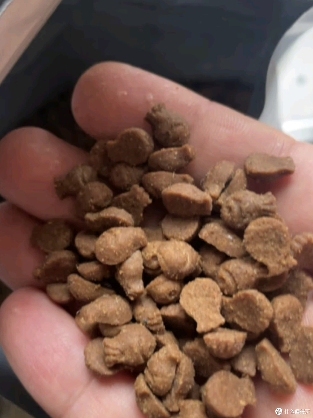 猫咪也能挑食?揭秘宠物猫的专属美味!