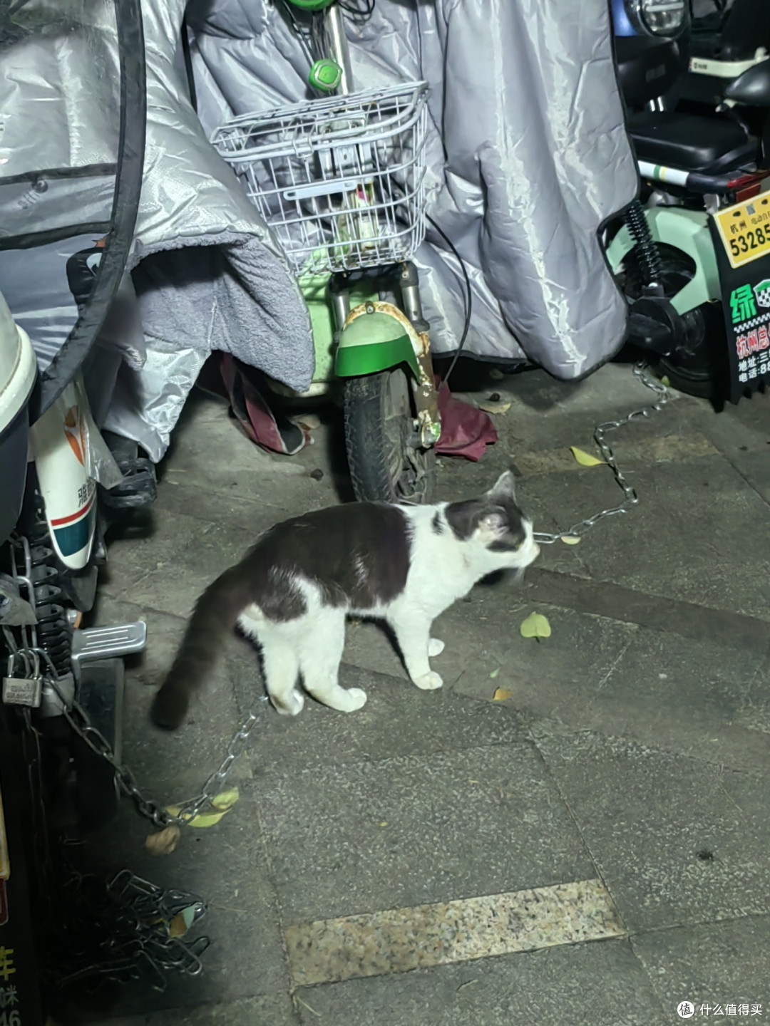 流浪猫救助不可鲁莽,做好准备,抓住猫咪,送他一个绝育套餐,全身而退!