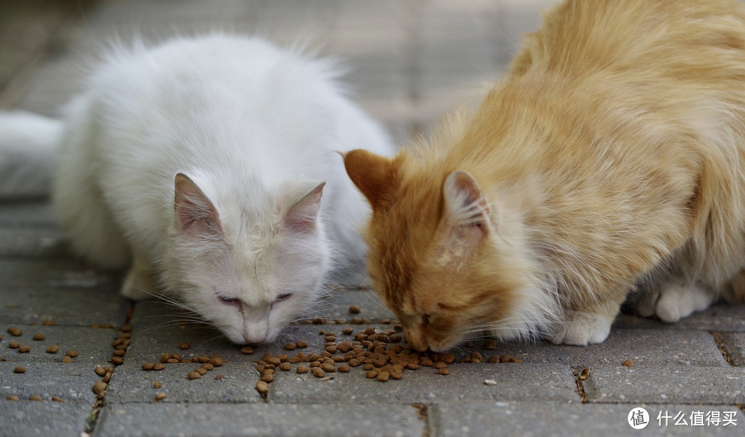 建议收藏！救助流浪猫的正确方式！