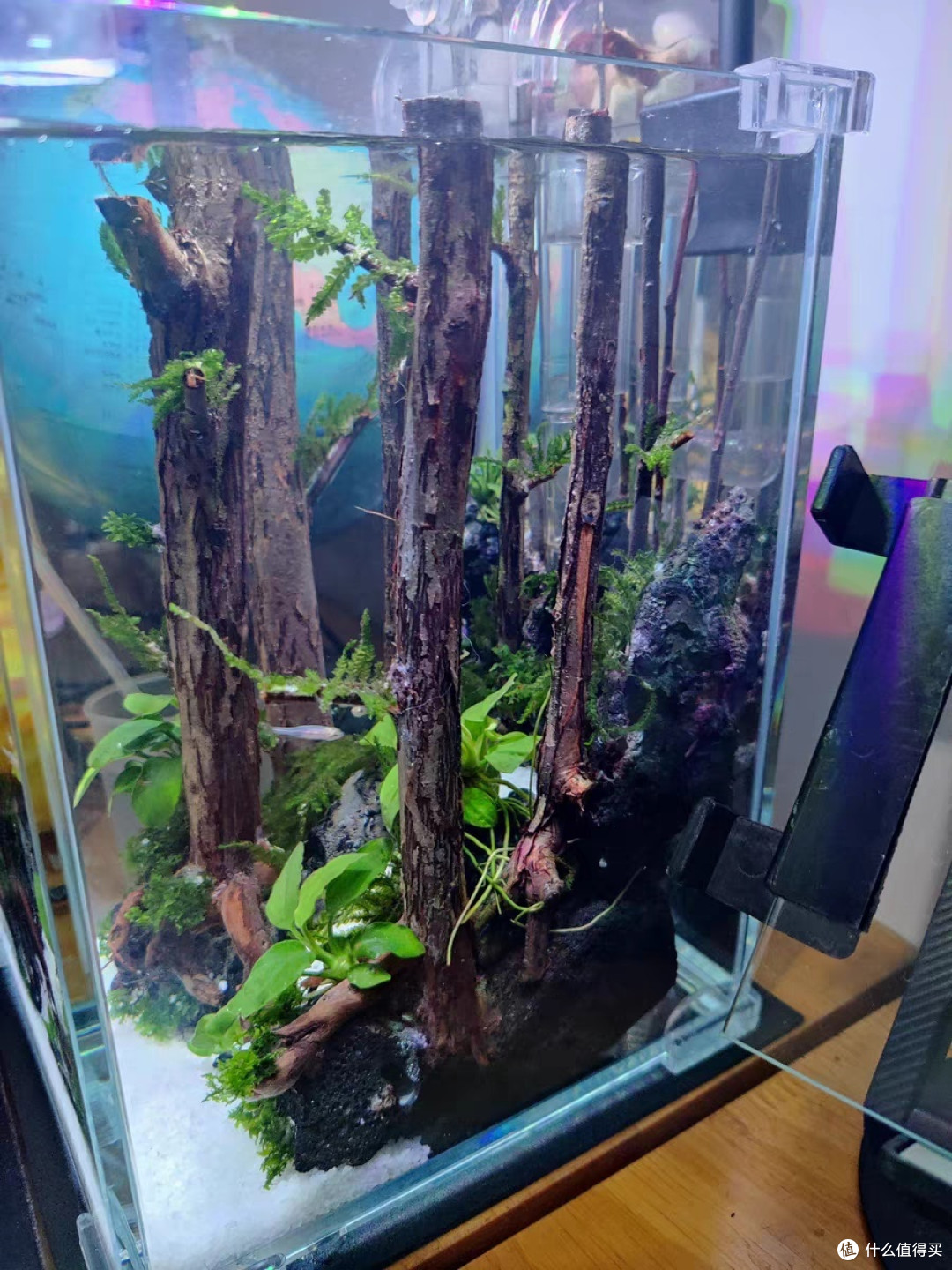新款超白斗鱼缸桌面缸水族造景缸
