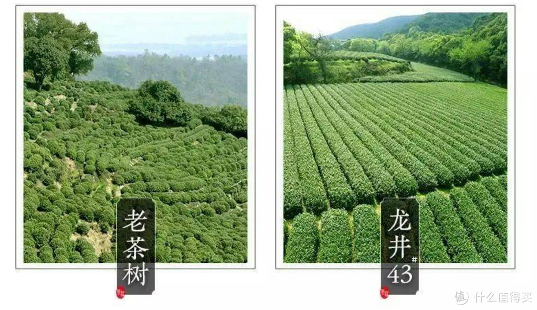 618是绿茶入手好时机！品质款与性价比款绿茶推荐