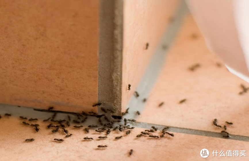家里有蚂蚁怎么彻底消灭