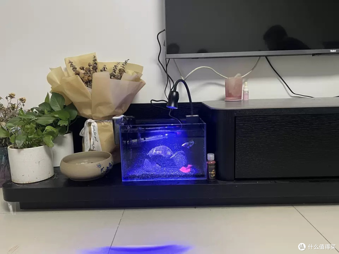 这款高级专用斗鱼缸以其独特的设计、实用的功能以及良好的互动性,成为了现代家居装饰的理想选择。