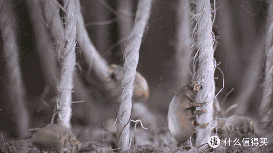 热销除螨仪大比拼，谁会更胜一筹？真机实测！UWANT/美的/摩飞/米家/松下/德尔玛。