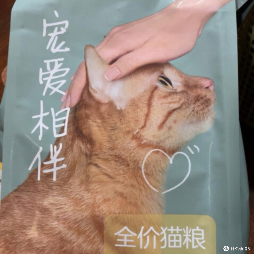 多给流浪猫一些关爱，让流浪猫不在“流浪”