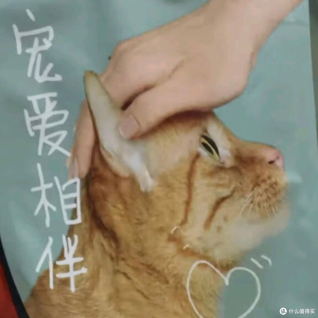 多给流浪猫一些关爱，让流浪猫不在“流浪”