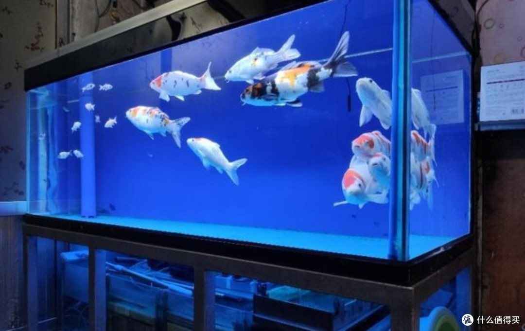 揭秘鱼缸不换水生态秘诀：助你打造持久清澈的水族乐园