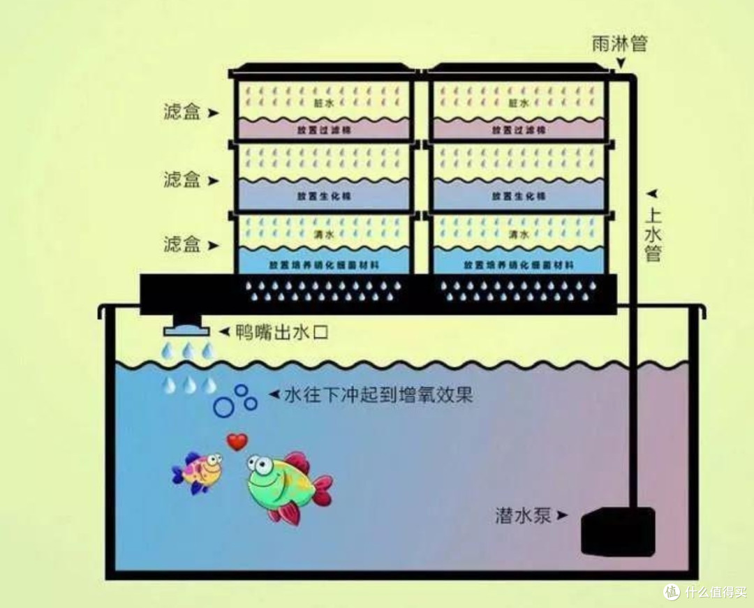 揭秘鱼缸不换水生态秘诀：助你打造持久清澈的水族乐园