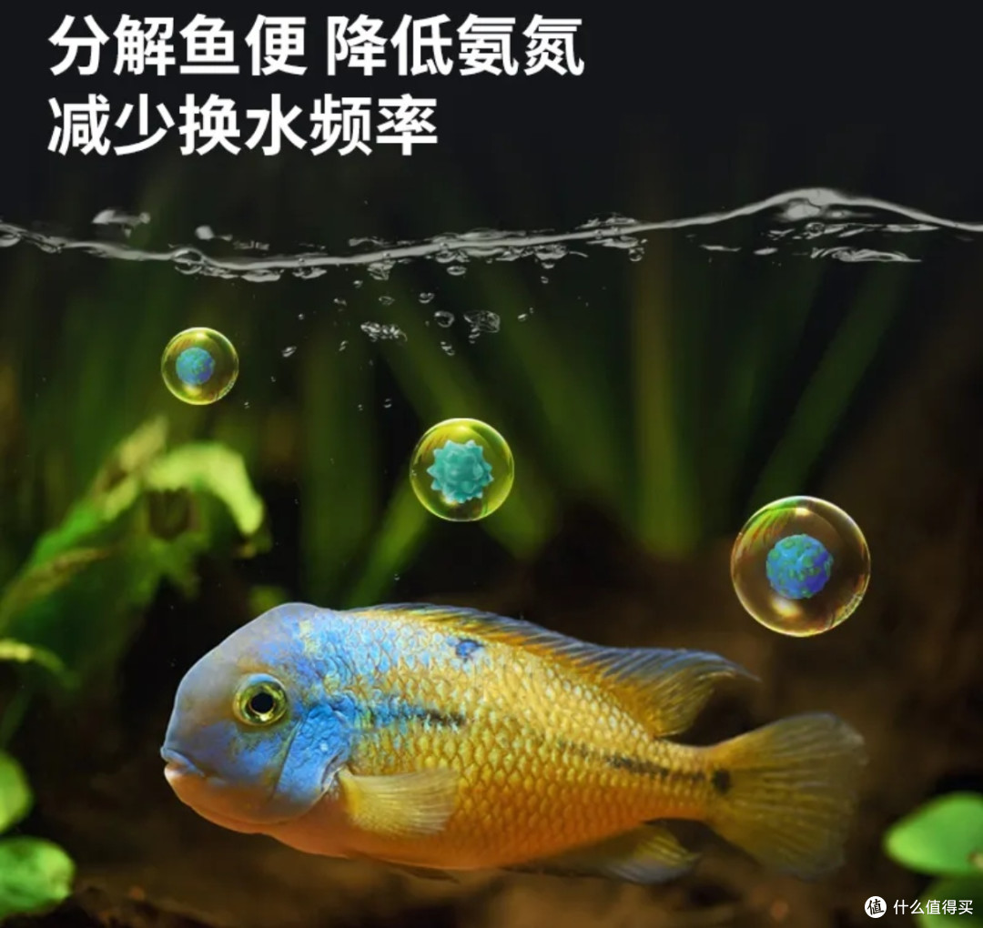 揭秘鱼缸不换水生态秘诀：助你打造持久清澈的水族乐园