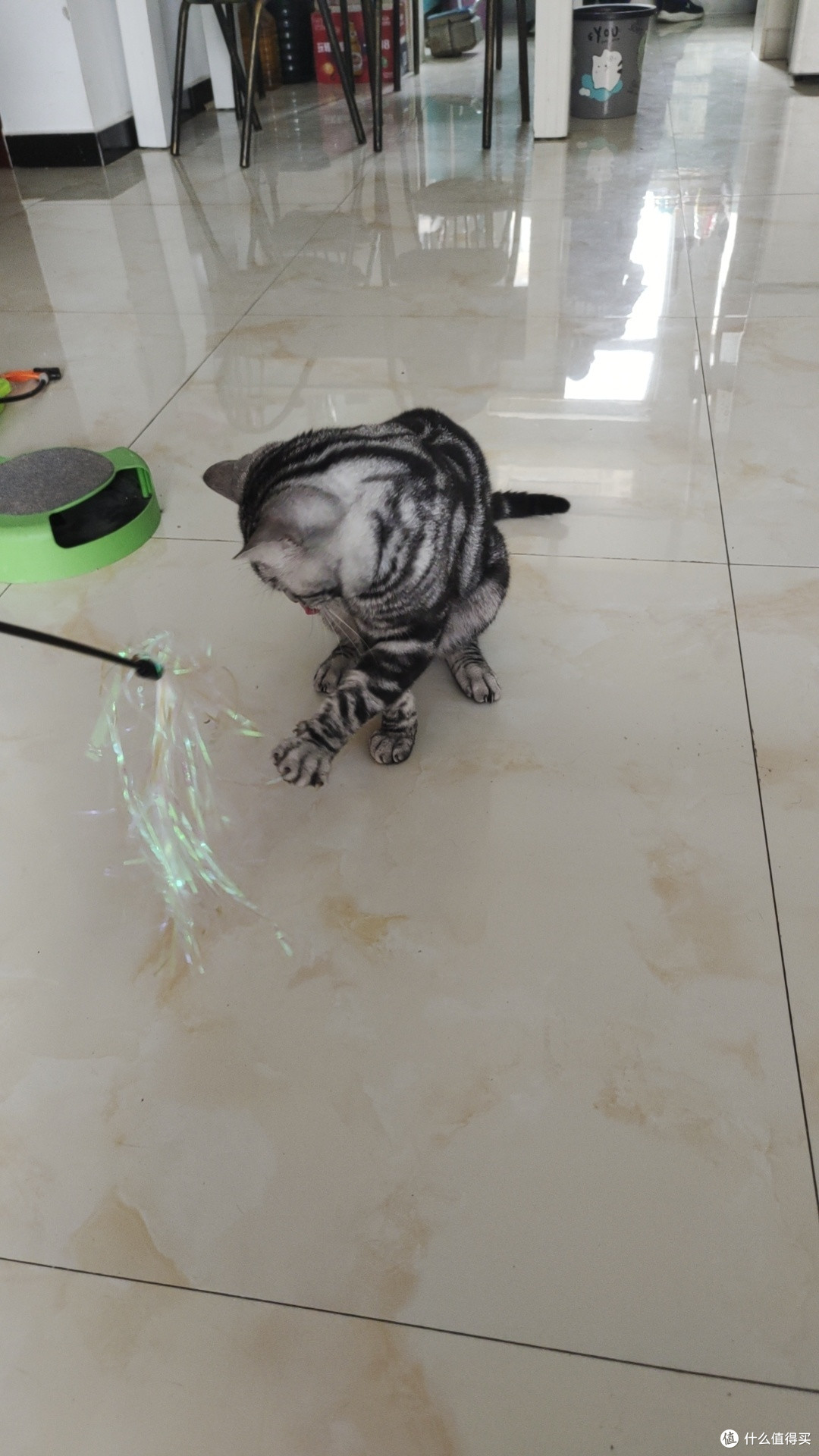 我家猫咪爱玩的普通玩具之一