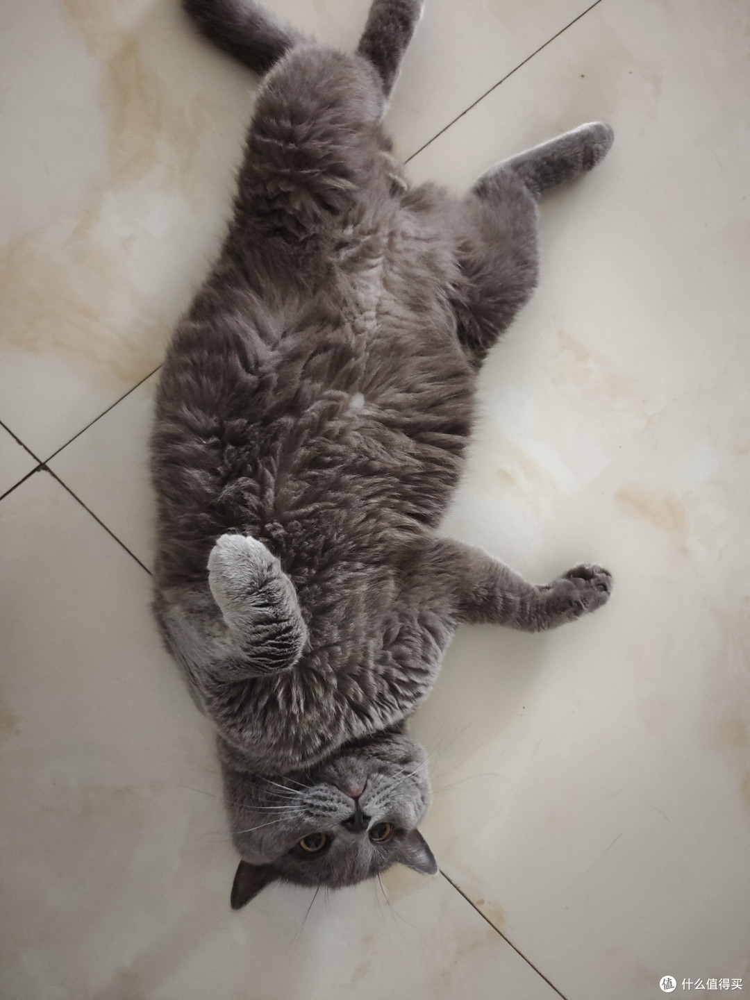 我家猫咪爱玩的普通玩具之一