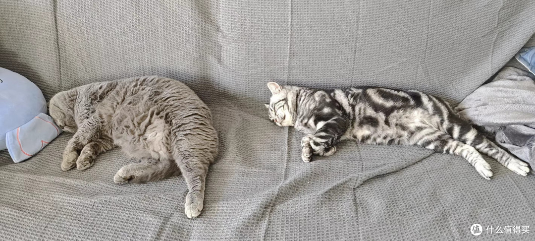 我家猫咪爱玩的普通玩具之一