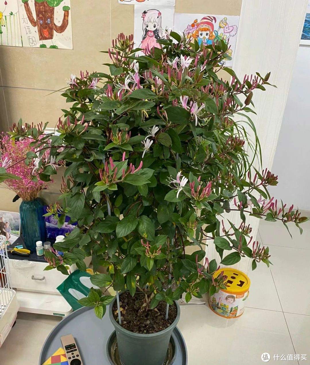 安徽一40岁姐姐，因“金银花棒棒糖”走红，花开上千朵，太美了！