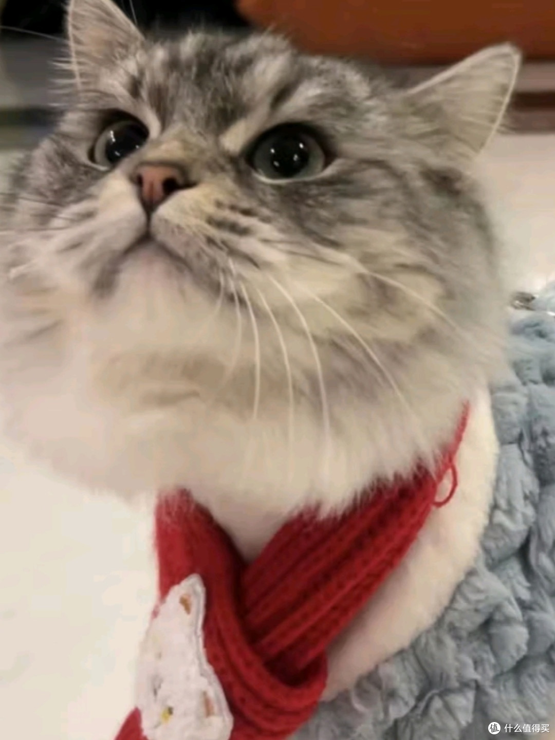 猫咪特别爱吃的猫粮