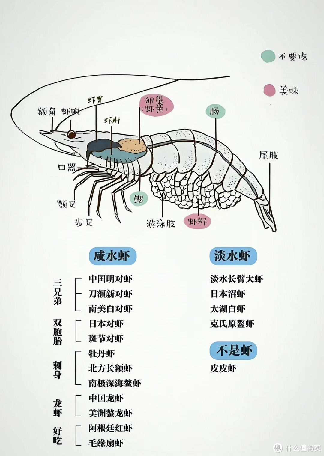 常见虾类科普图鉴