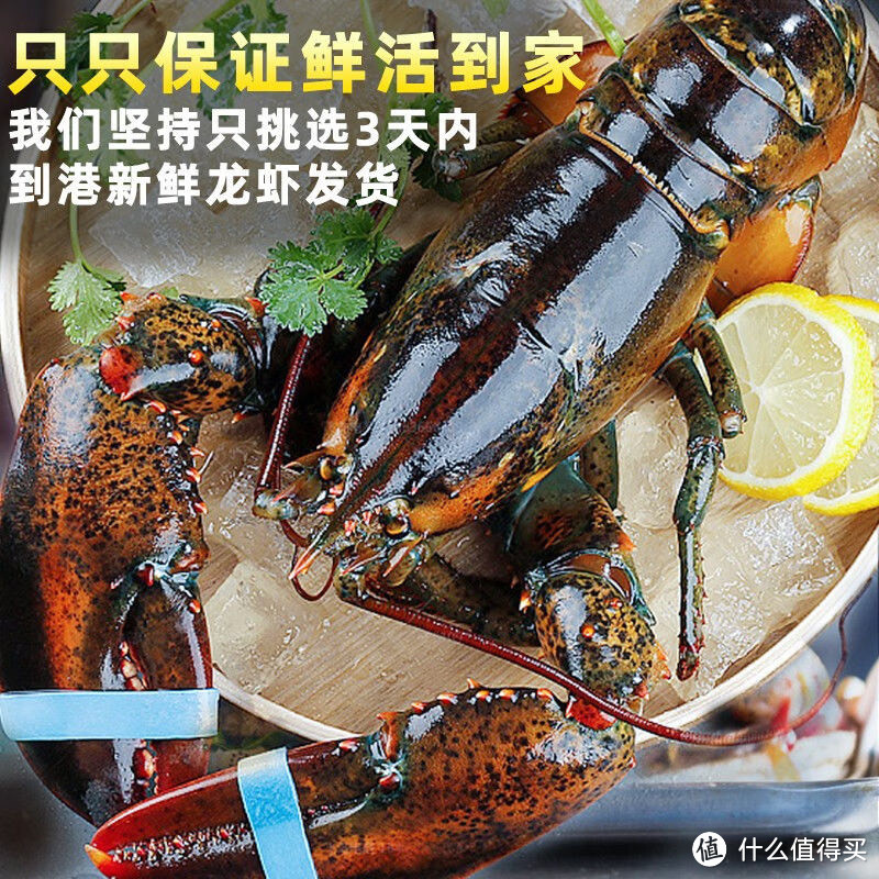 波士顿龙虾：海洋的珍馐，味蕾的盛宴