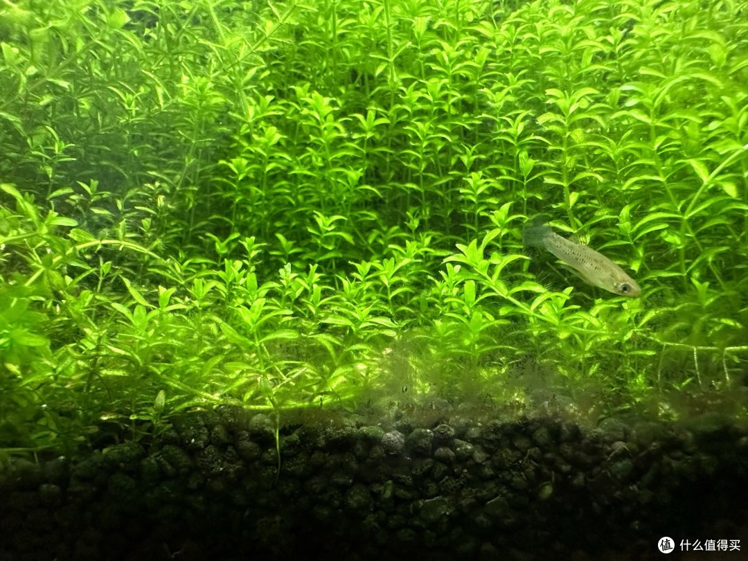 食蚊鱼，也是公园抓的
