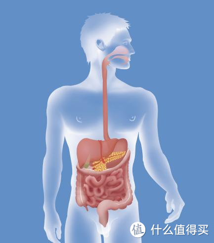 蚕窝饮品——拥抱健康，释放活力！