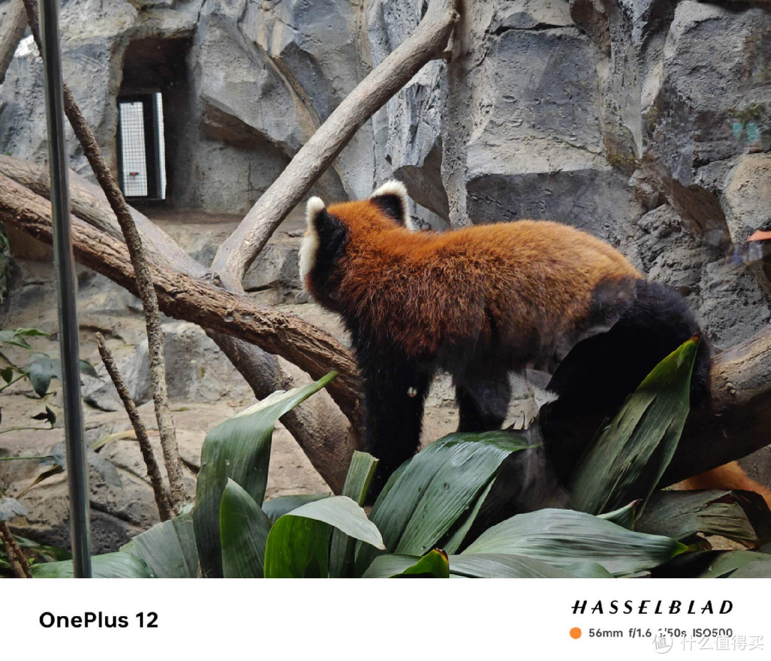 南京旅游攻略：红山动物园、南博、夫子庙，用手机记录美好瞬间！