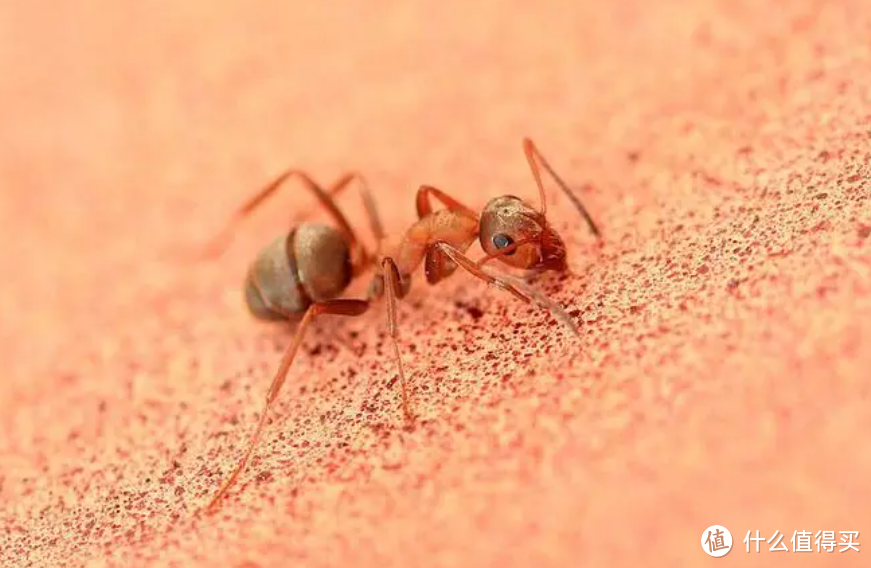室内蚂蚁很多用什么方法除掉