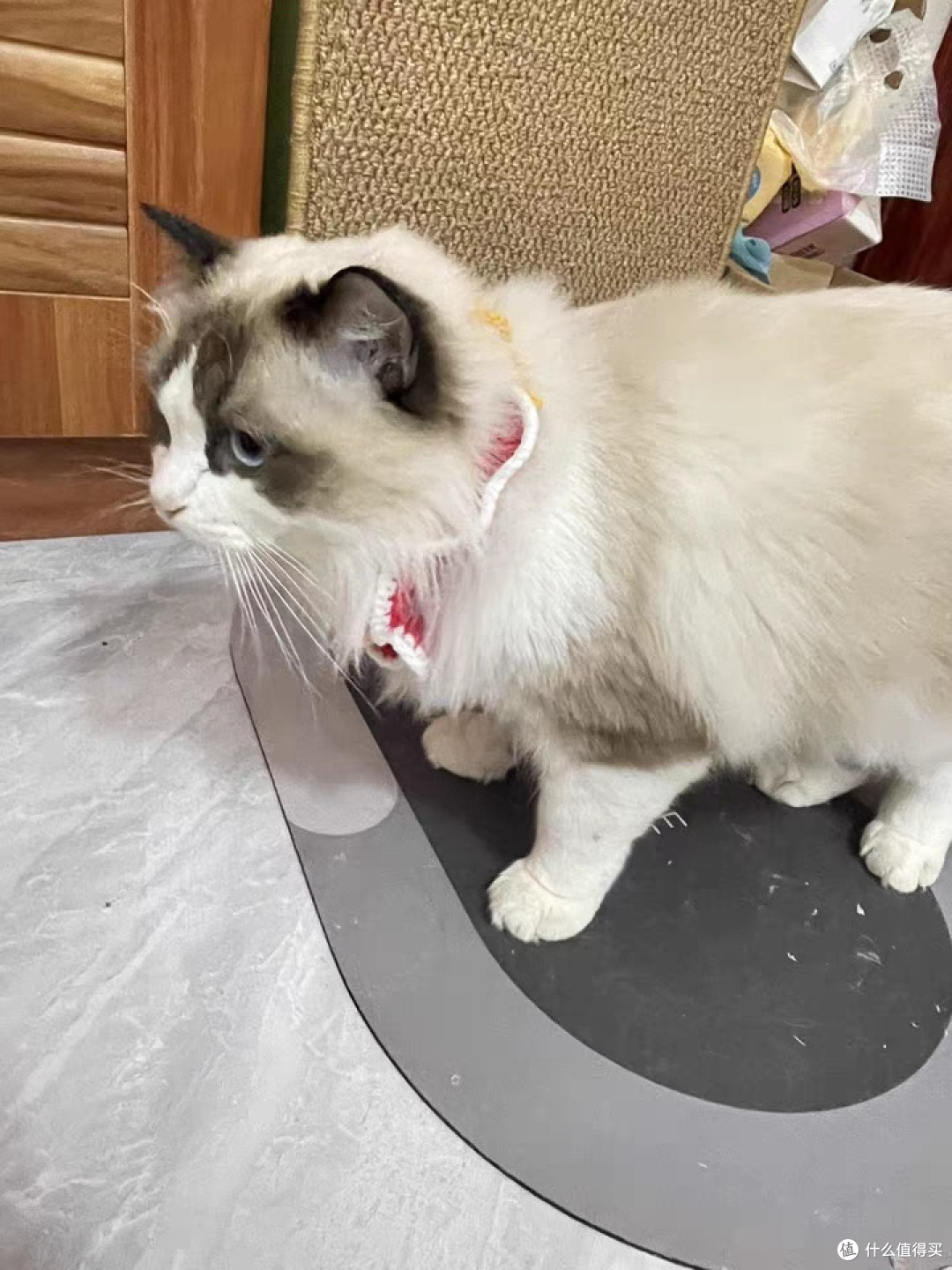 猫砂豆腐砂除臭无尘40斤去味结团20公斤包邮大袋装猫舍猫咪用品