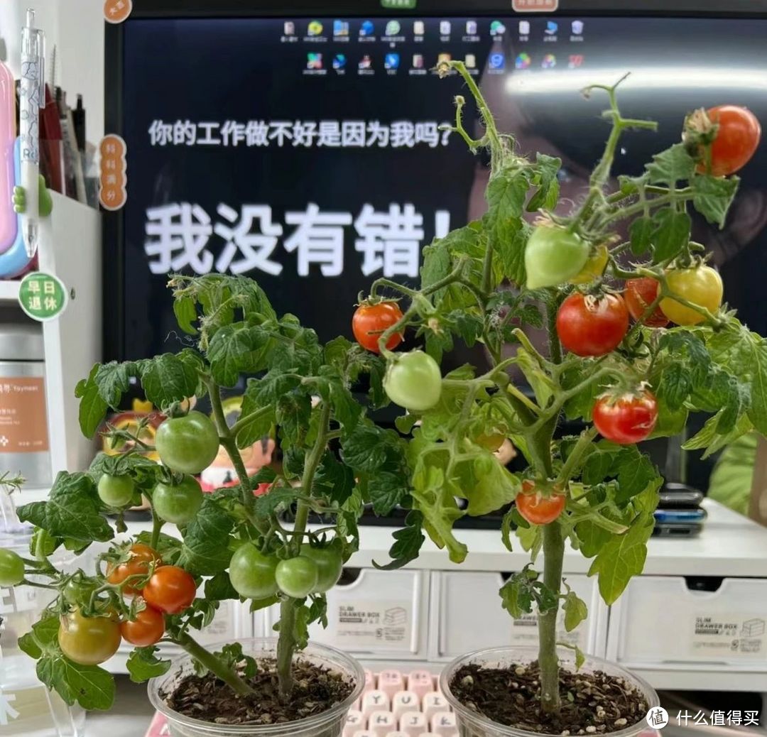 浙江一女同事，因“工位上种番茄”而走红，评论区“炸锅”了