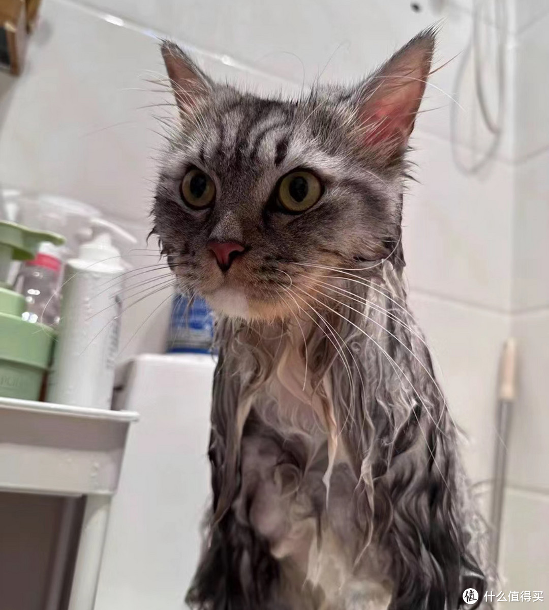 小猫洗澡选合适的沐浴露