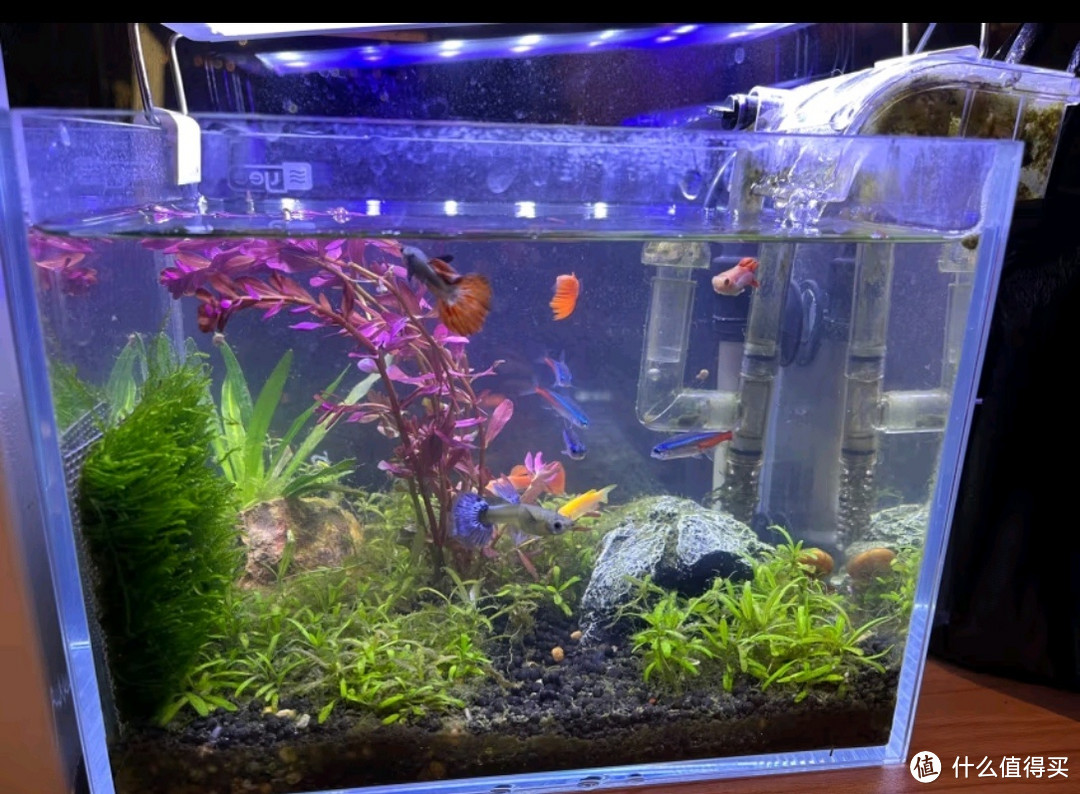 家中小型生态鱼缸首选，YEE金晶超白鱼缸等你来选！