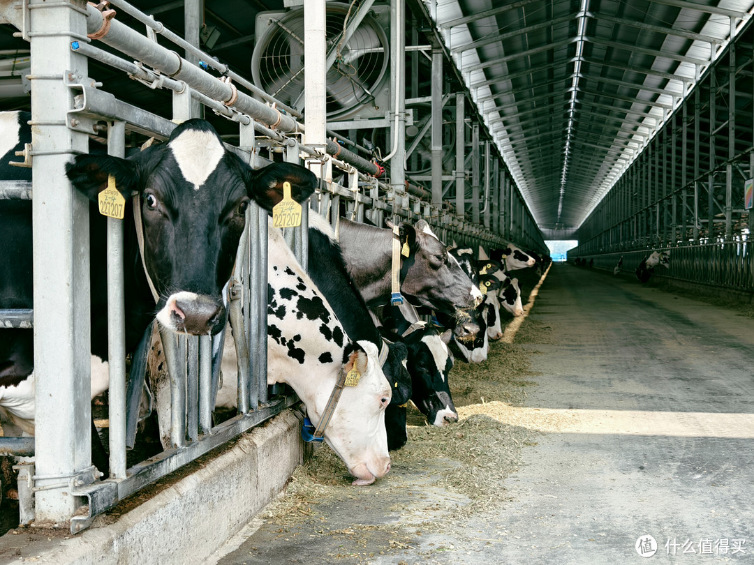 农业科技牧场,这也是我最期待一个地方,可以从源头更真切的看到奶牛