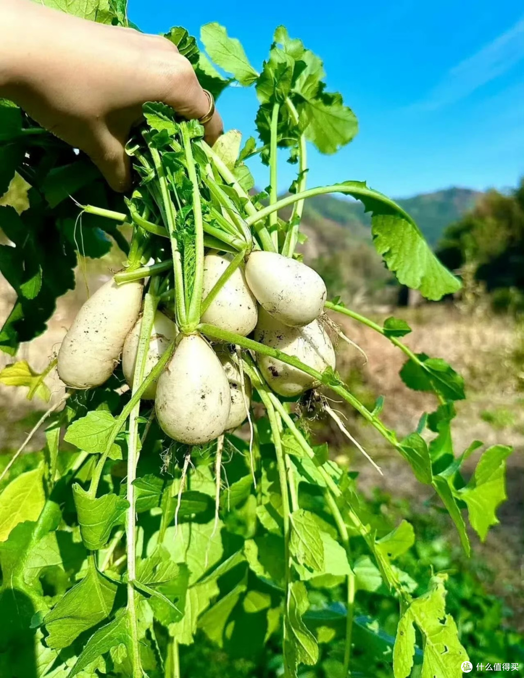 农村的风景并不惊艳,却很治愈🍒🥦🥬🥒🥕 
