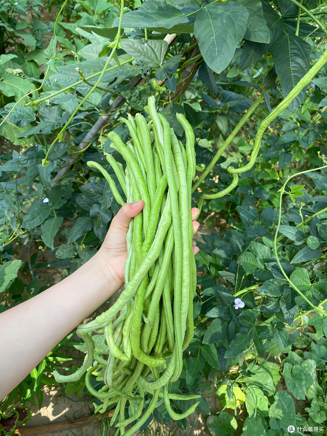 农村的风景并不惊艳,却很治愈🍒🥦🥬🥒🥕 