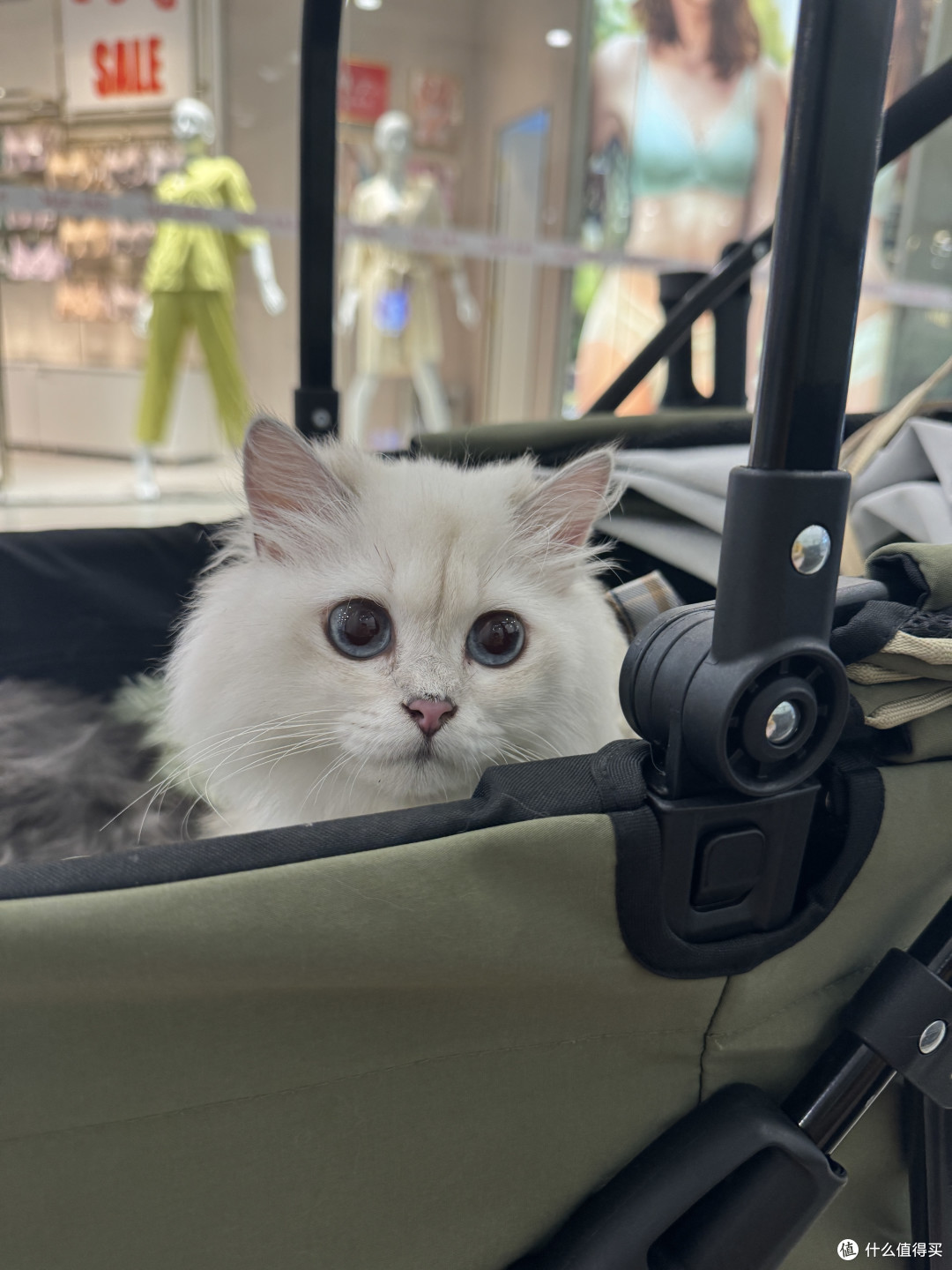 在商场里，是被一百个美女摸摸的小猫