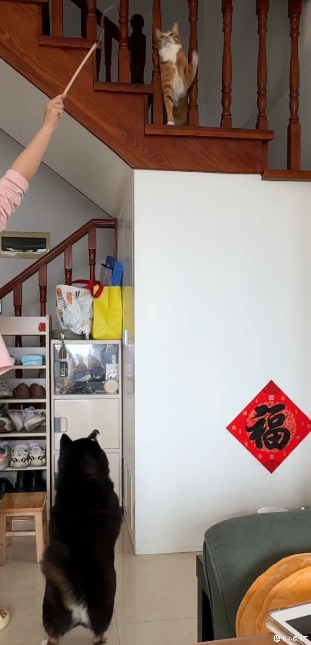 养宠更轻松!毛孩家长一定得试试这些智能设备~