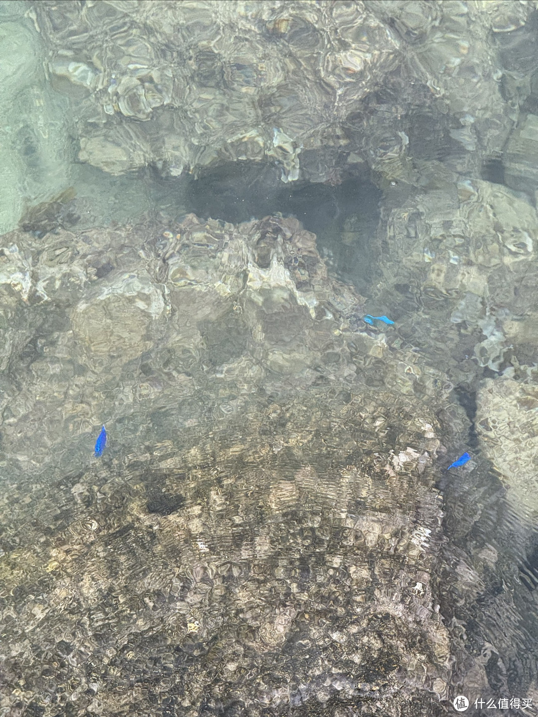 在海堤上能看到荧光蓝的小鱼