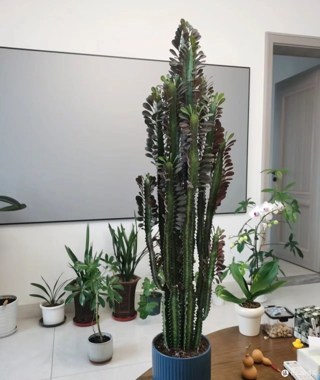 六一前后,最适合扦插的5种花,丢土里嗖嗖长根,15天就活了!