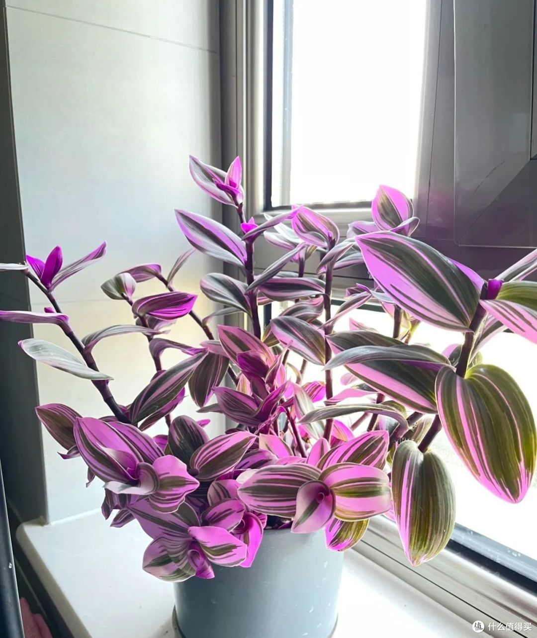 六一前后,最适合扦插的5种花,丢土里嗖嗖长根,15天就活了!