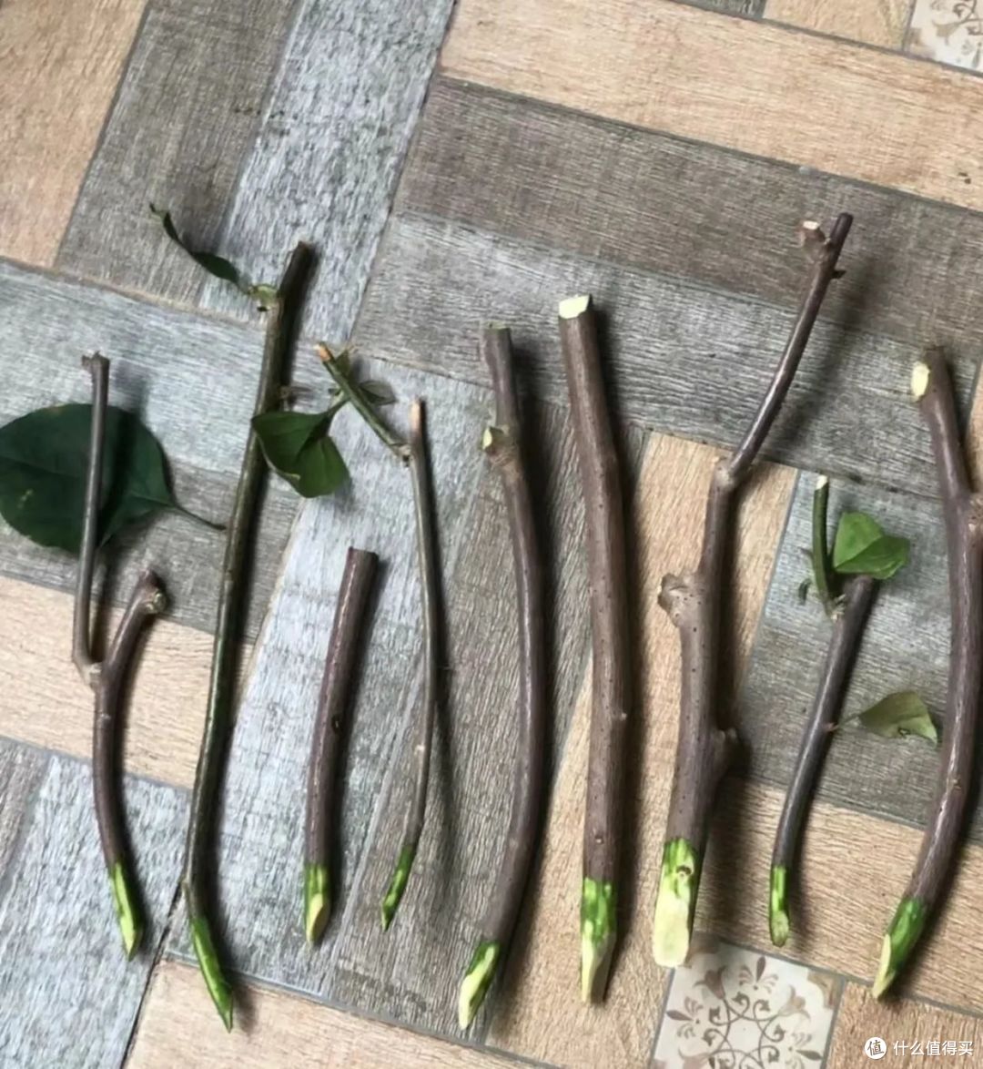 六一前后,最适合扦插的5种花,丢土里嗖嗖长根,15天就活了!
