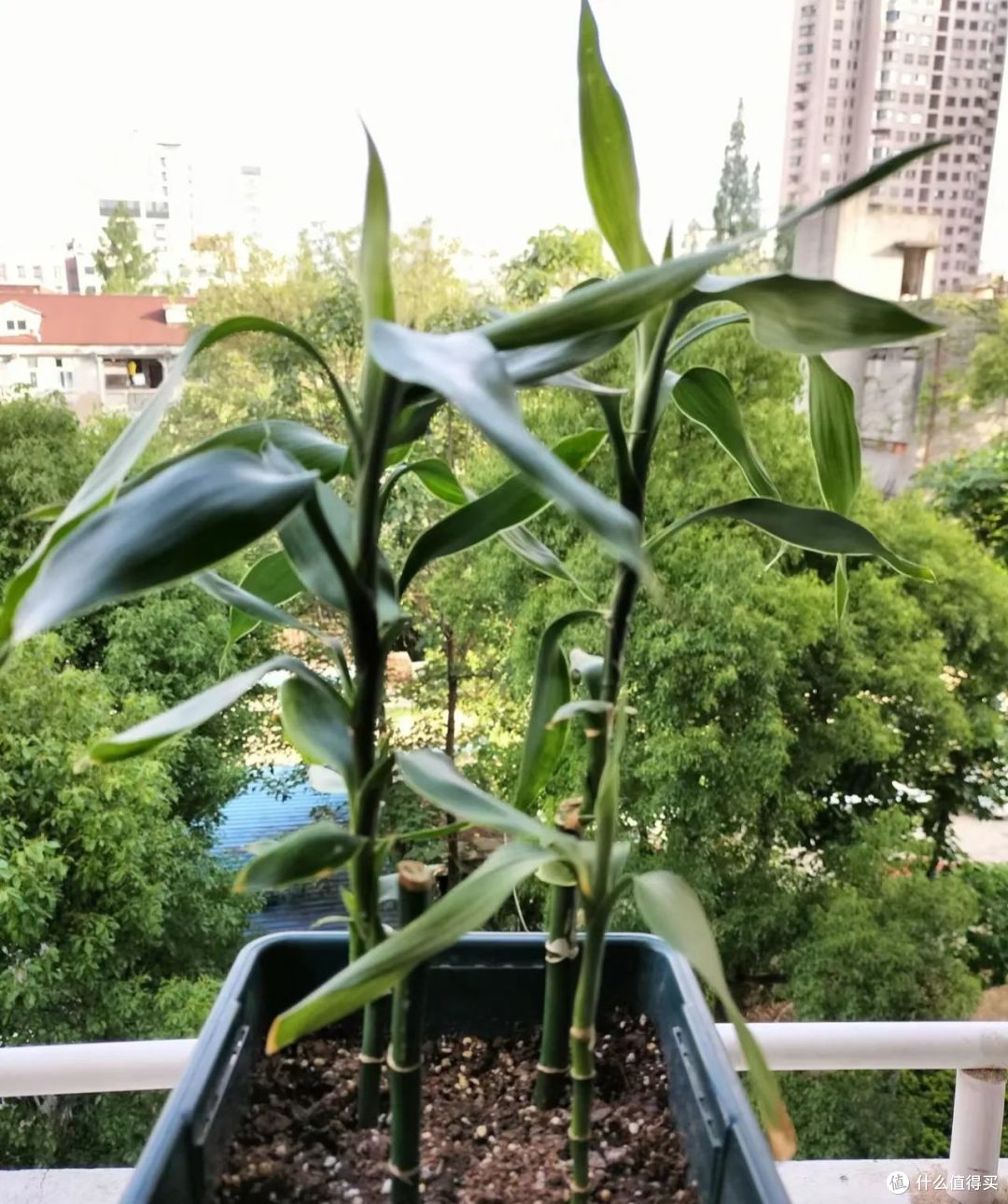 六一前后,最适合扦插的5种花,丢土里嗖嗖长根,15天就活了!