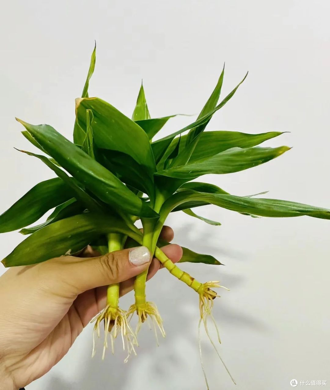 六一前后,最适合扦插的5种花,丢土里嗖嗖长根,15天就活了!