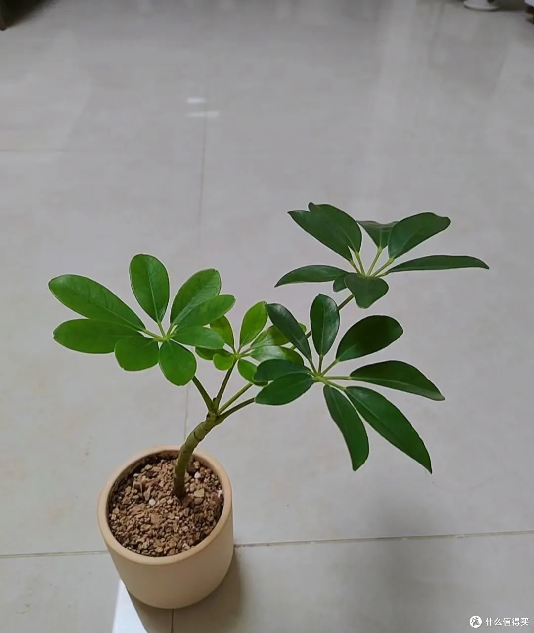 六一前后,最适合扦插的5种花,丢土里嗖嗖长根,15天就活了!