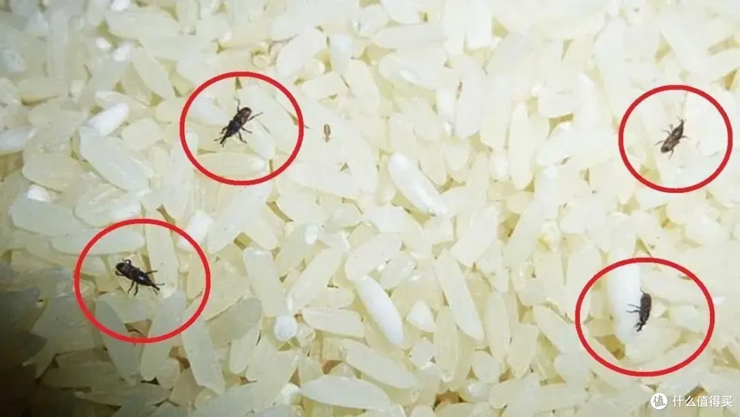 有一种痛苦叫大米生虫,不想扔又不敢吃!这5招能让"米虫"害怕
