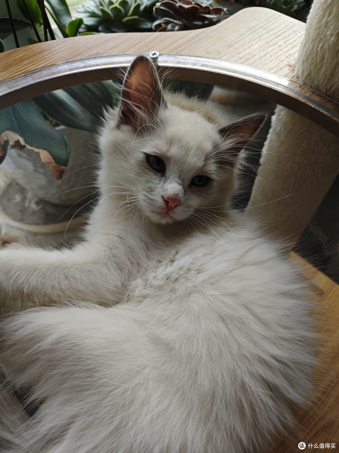 养猫的其他花费