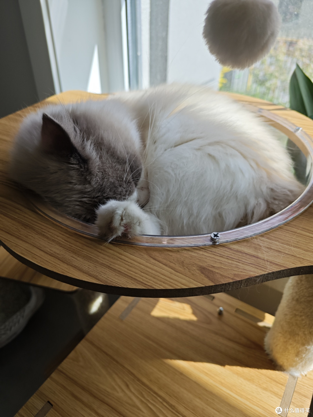 养猫的其他花费