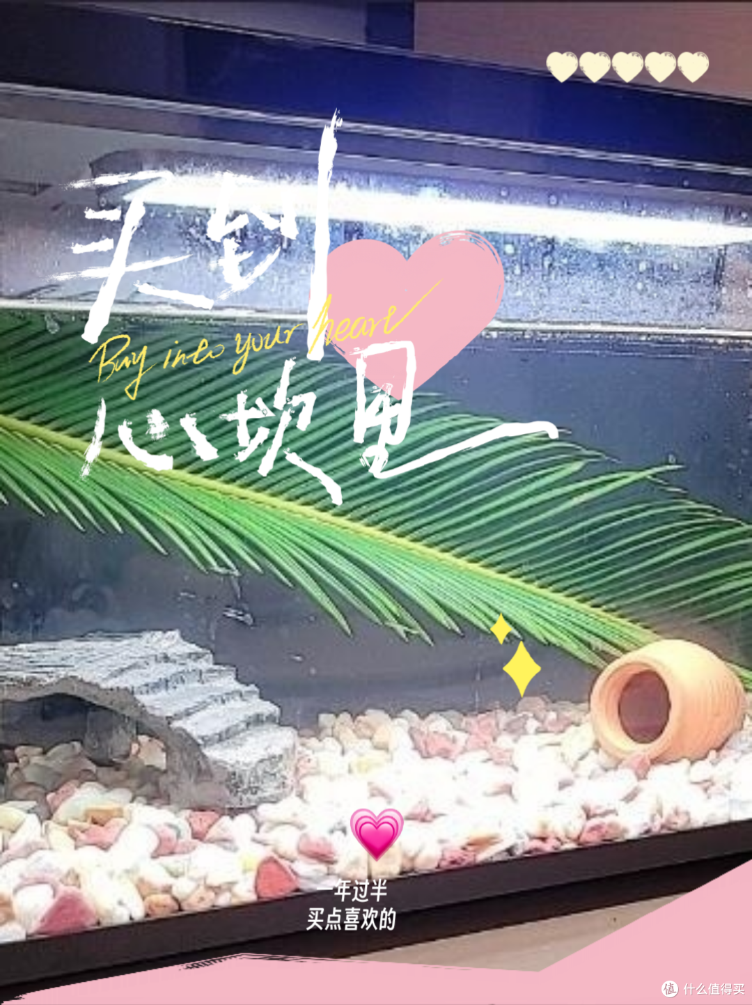 🐟🌿 探秘米家智能鱼缸:家居美学与科技的完美结合 🌿🐟