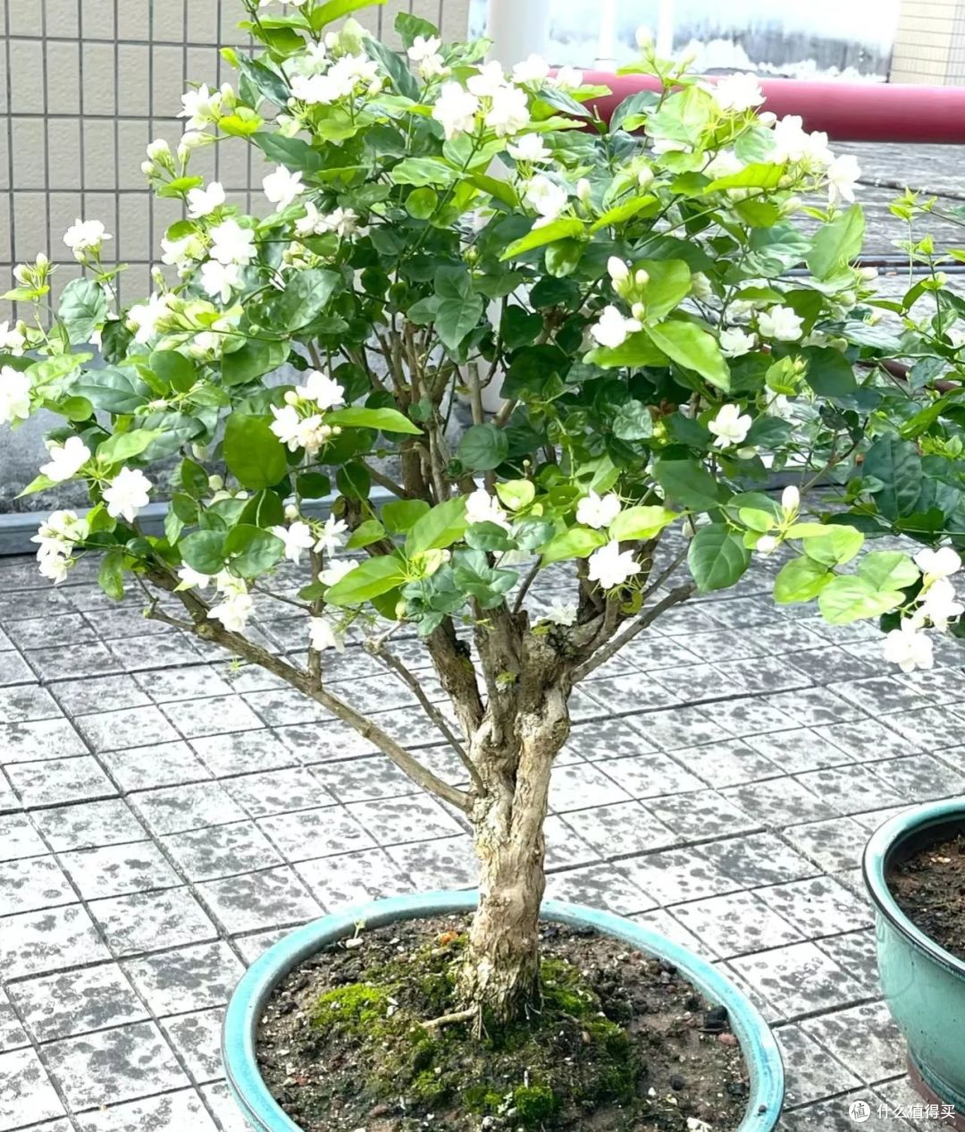 茉莉花养“残”了?教你一招,10天恢复生机,乖乖吐花苞