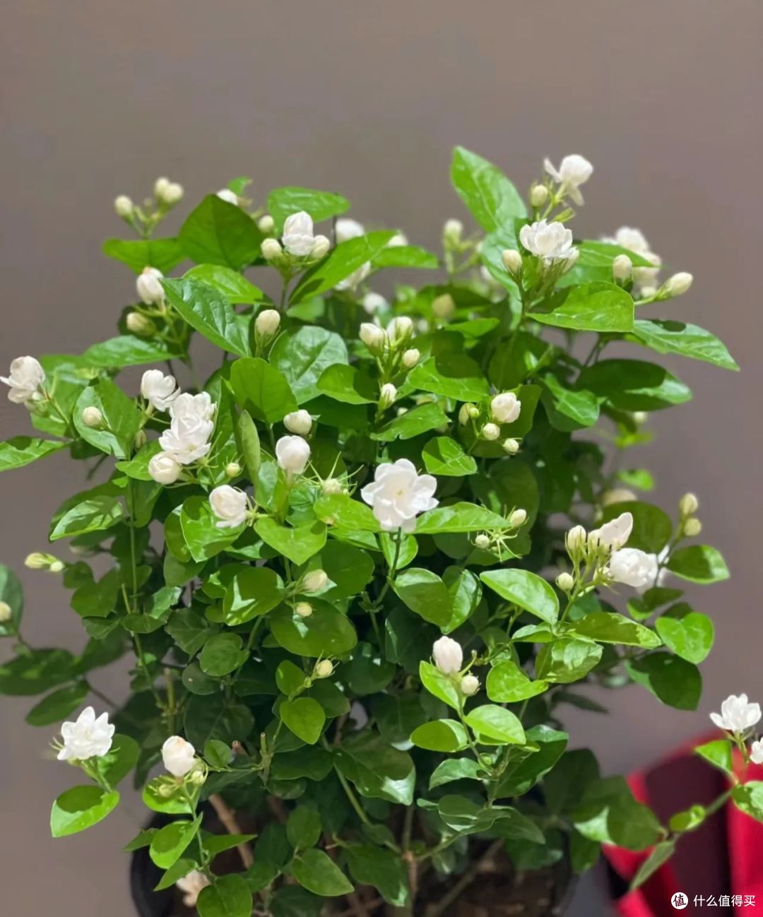 茉莉花养“残”了?教你一招,10天恢复生机,乖乖吐花苞