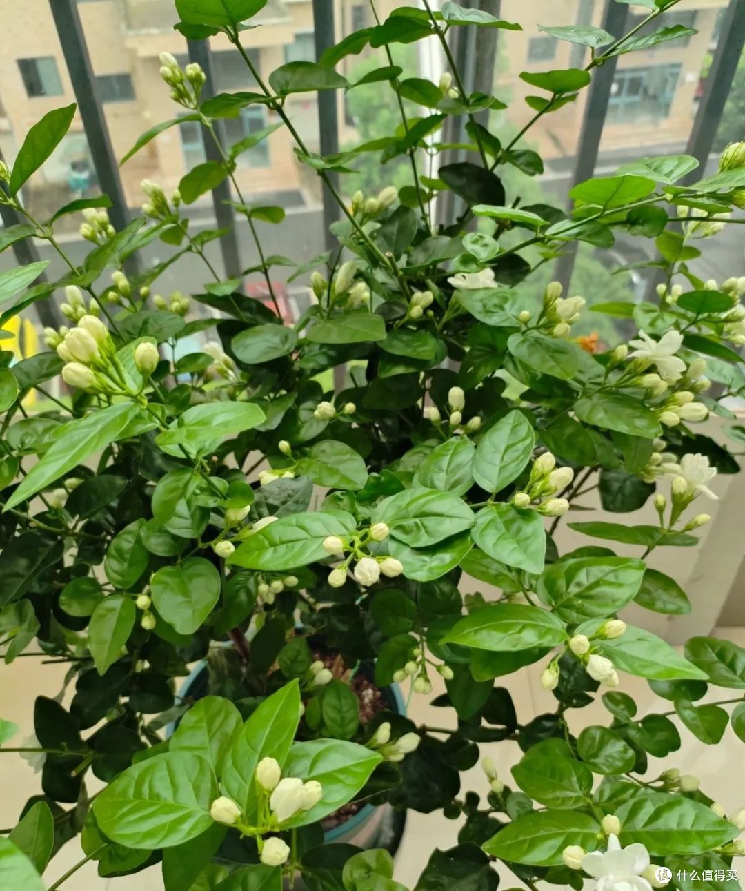 茉莉花养“残”了?教你一招,10天恢复生机,乖乖吐花苞