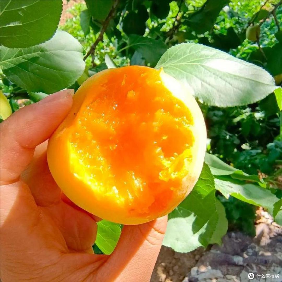 中国哪的“杏”最好吃?经过评选,这10个地方上榜,有你家乡吗?