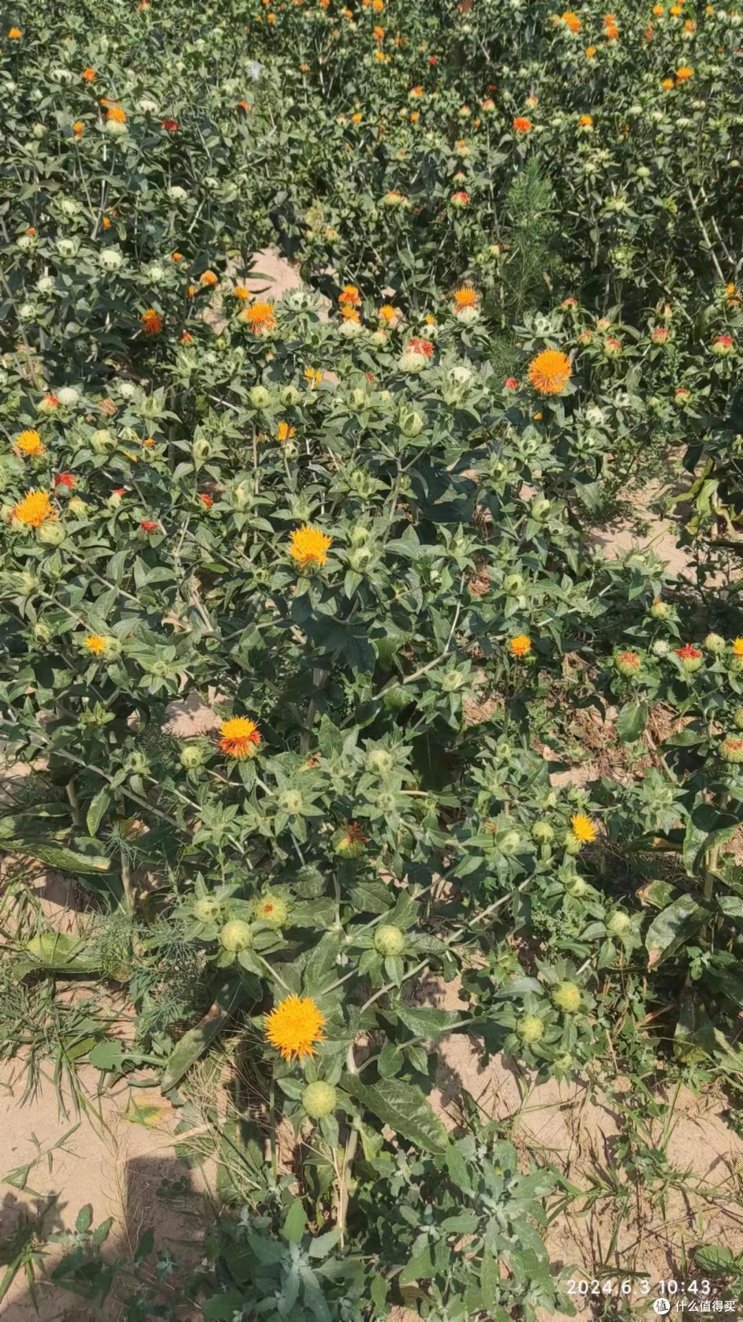 一朵红花出碧绿，养神悦目醉心扉-----小记红花